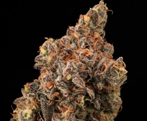 Banjerine FAST Feminised Seeds - 5+2