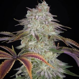AlienZ Feminised Seeds - 5