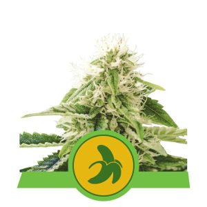 Fat Banana Auto Feminised Seeds - 5