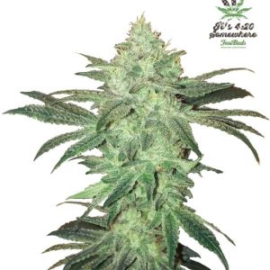 Stardawg Auto Feminised Seeds - 2