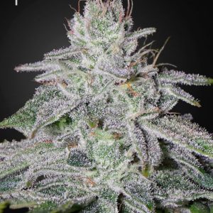 Franco's Lemon Cheese Feminised Seeds - 5