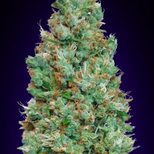 Blueberry Auto Feminised Seeds - 5