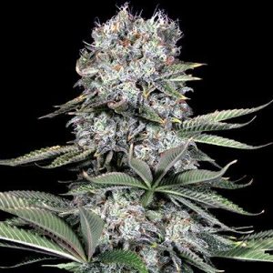 Runtz 13 Feminised Seeds - 5