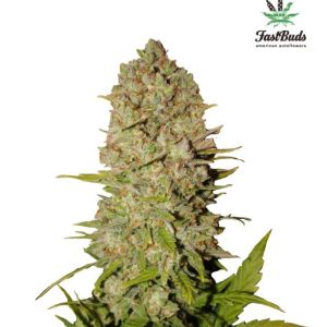 Pineapple Express Auto Feminised Seeds - 2