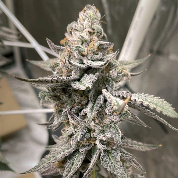 Beaver Cookies Feminised Seeds - 6