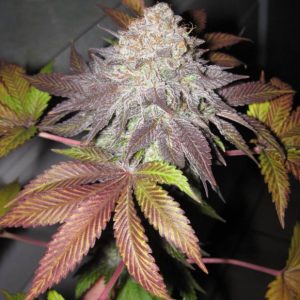 Fruit Cup Feminised Seeds (Gold Collection) - 6