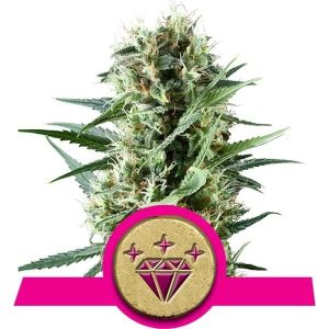 Special Kush #1 Feminised Seeds - 5