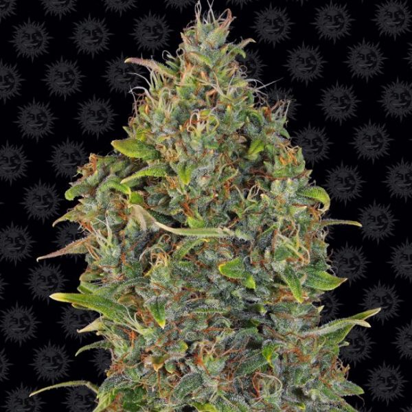 Critical Kush Auto Feminised Seeds - 3 Pack - Barney's Farm - Image 2