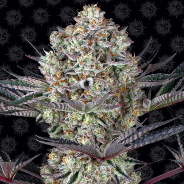 Dos Si Dos 33 Feminised Seeds - 10 Pack - Barney's Farm - Image 2