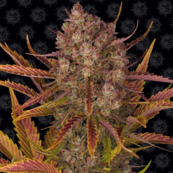 Dos Si Dos Auto Feminised Seeds - 5 Pack - Barney's Farm - Image 2