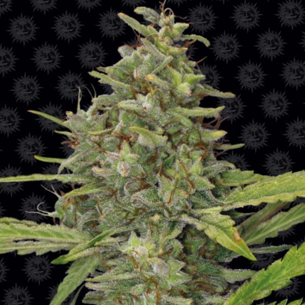 G13 Haze Regular Seeds - 10 Pack - Barney's Farm - Image 2