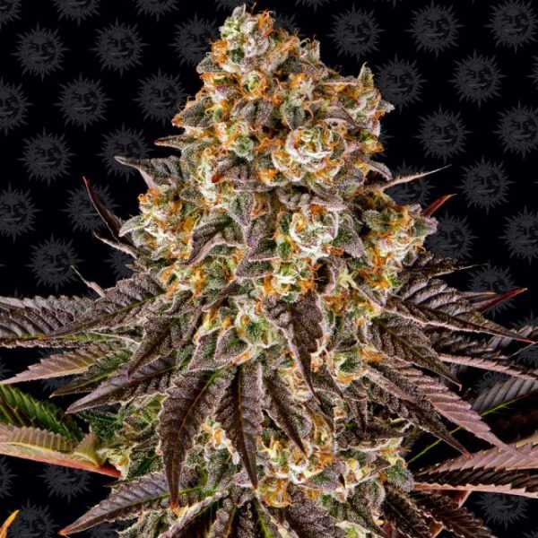 Gelato 45 Feminised Seeds - 5 Pack - Barney's Farm - Image 2