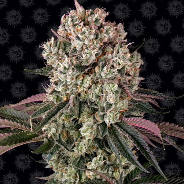 Glookies Feminised Seeds - 10 Pack - Barney's Farm - Image 2