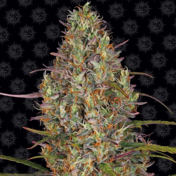 Glue Gelato Auto Feminised Seeds - 1 Pack - Barney's Farm - Image 2