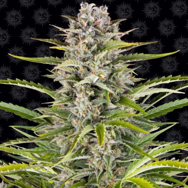 Gorilla Zkittlez Auto Feminised Seeds - 5 Pack - Barney's Farm - Image 2