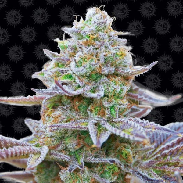 Gorilla Zkittlez Feminised Seeds - 5 Pack - Barney's Farm - Image 2