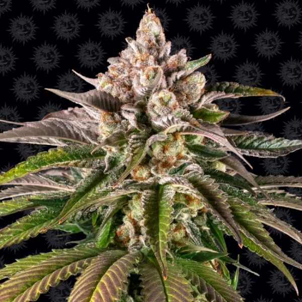 Kush Mintz Feminised Seeds - 3 Pack - Barney's Farm - Image 2
