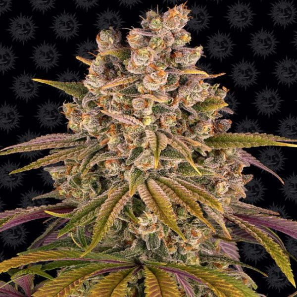 Lemon Tree Feminised Seeds - 5 Pack - Barney's Farm - Image 2