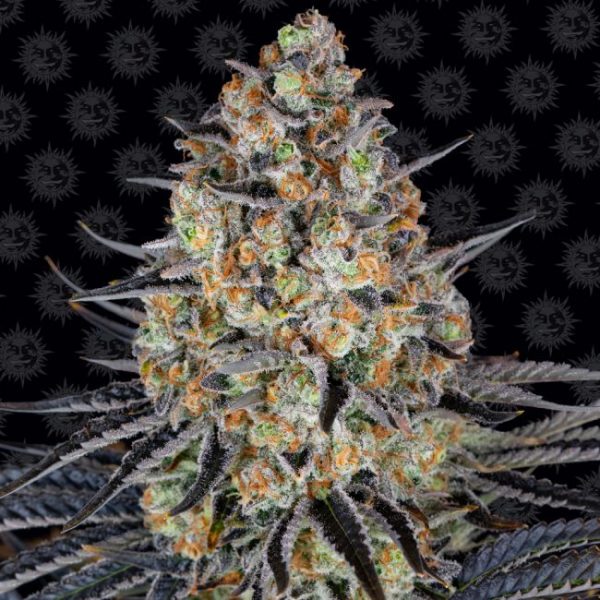 LSD Feminised Seeds - 1 Pack - Barney's Farm - Image 2