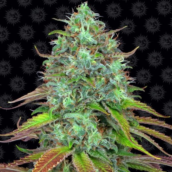 LSD Auto Feminised Seeds - 10 Pack - Barney's Farm - Image 2