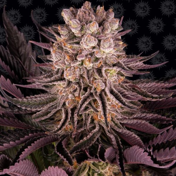 Mimosa x Orange Punch Feminised Seeds - 5 Pack - Barney's Farm - Image 2