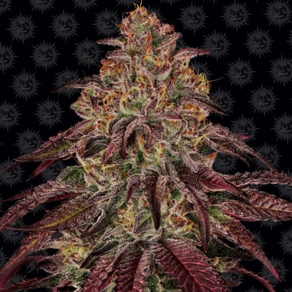 Mimosa x Orange Punch Auto Feminised Seeds - 1 Pack - Barney's Farm - Image 2