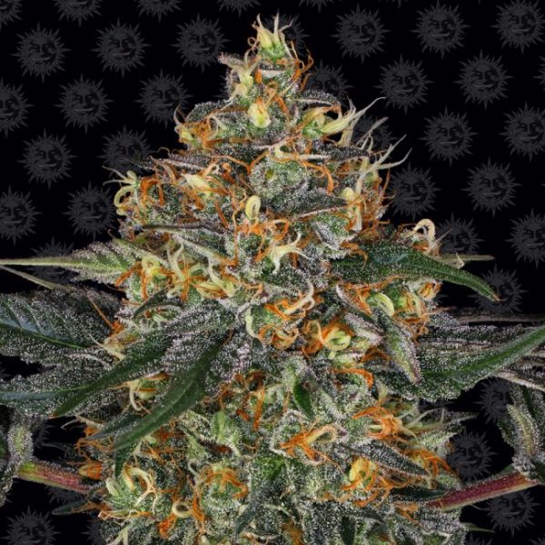 Moby Dick Auto Feminised Seeds - 3 Pack - Barney's Farm - Image 2
