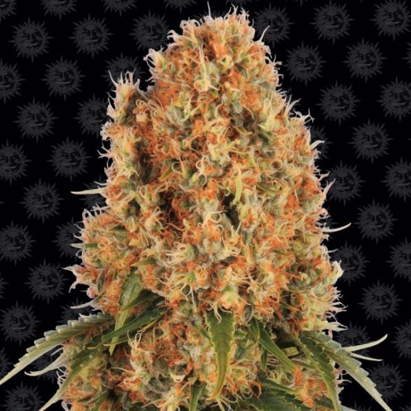 Orange Sherbert Feminised Seeds - 5 Pack - Barney's Farm - Image 2