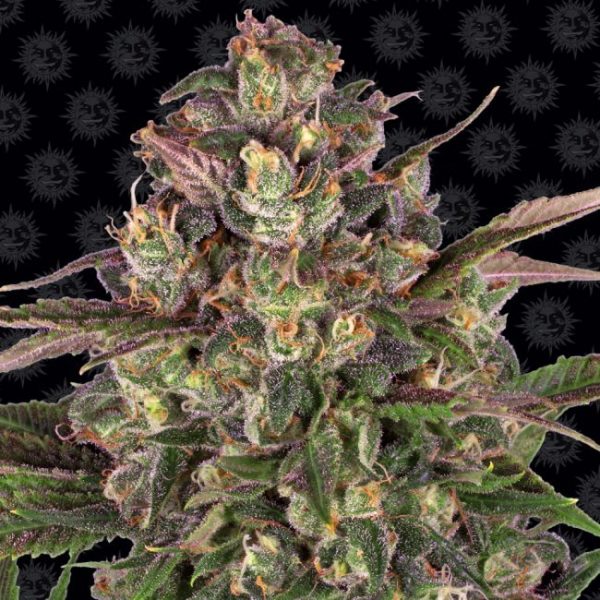 Peyote Critical Feminised Seeds - 10 Pack - Barney's Farm - Image 2