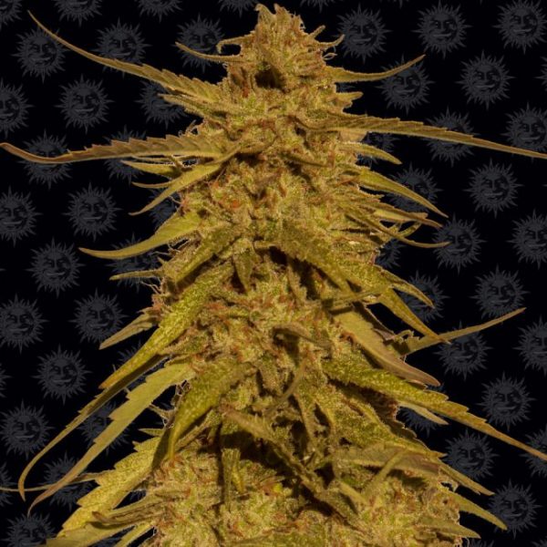 Pineapple Haze Regular Seeds - 10 Pack - Barney's Farm - Image 2