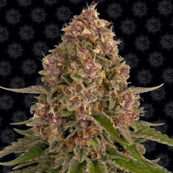 Pink Kush Feminised Seeds - 5 Pack - Barney's Farm - Image 2
