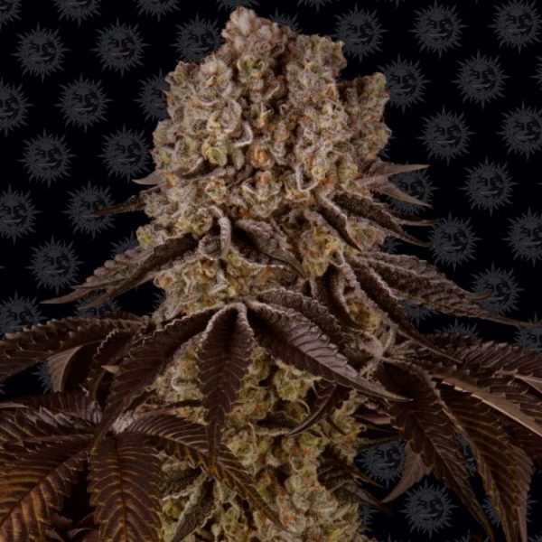 Purple Punch Feminised Seeds - 3 Pack - Barney's Farm - Image 2
