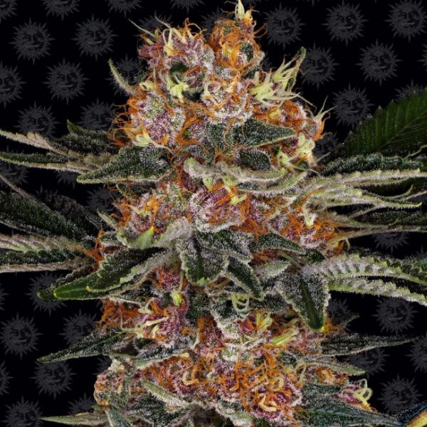 Purple Punch Auto Feminised Seeds - 3 Pack - Barney's Farm - Image 2