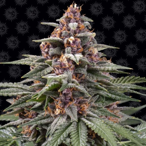 Runtz Auto Feminised Seeds - 1 Pack - Barney's Farm - Image 2