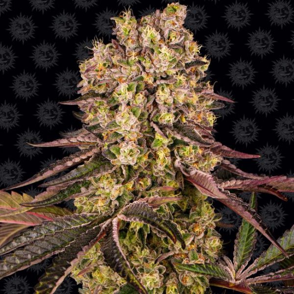 Runtz Muffin Feminised Seeds - 1 Pack - Barney's Farm - Image 2