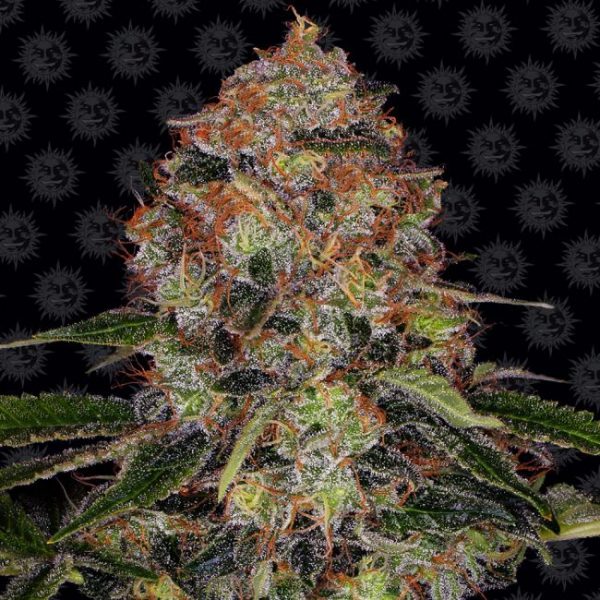 Shiskaberry Feminised Seeds - 5 Pack - Barney's Farm - Image 2