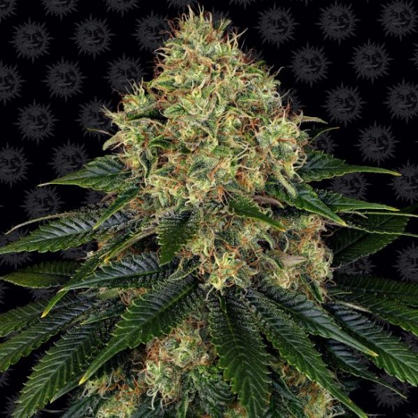 Skywalker OG Auto Feminised Seeds - 1 Pack - Barney's Farm - Image 2