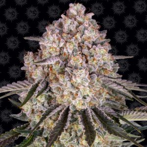 Sour Diesel Auto Feminised Seeds - 5