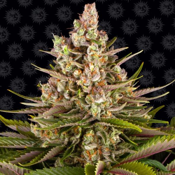 Sour Strawberry Feminised Seeds - 5