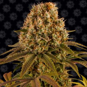 Strawberry Lemonade Feminised Seeds - 10