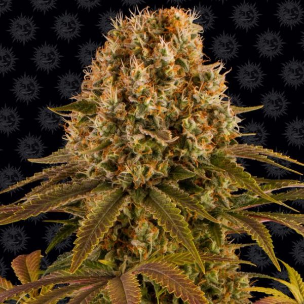 Strawberry Lemonade Feminised Seeds - 10