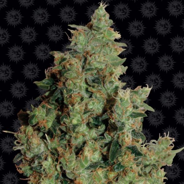 Tangerine Dream Feminised Seeds - 1 Pack - Barney's Farm - Image 2