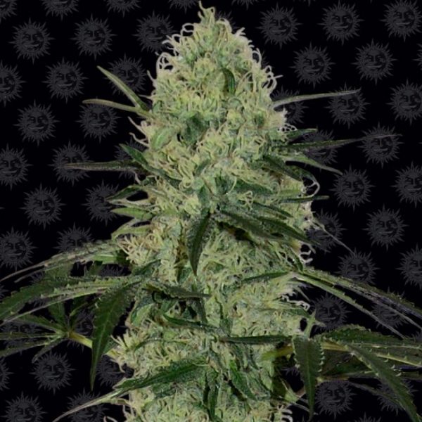 Tangerine Dream Auto Feminised Seeds - 1 Pack - Barney's Farm - Image 2