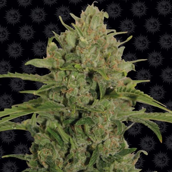 Triple Cheese Feminised Seeds - 1 Pack - Barney's Farm - Image 2