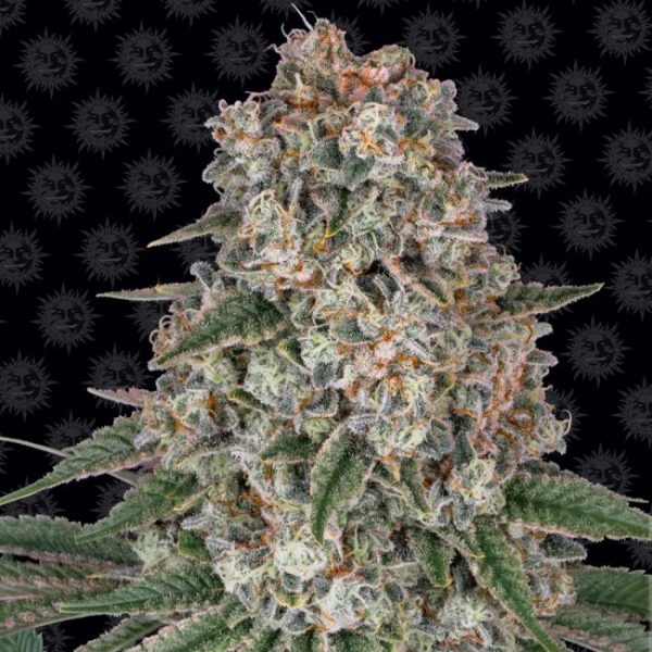 Tropicanna Banana Feminised Seeds - 5 Pack - Barney's Farm - Image 2