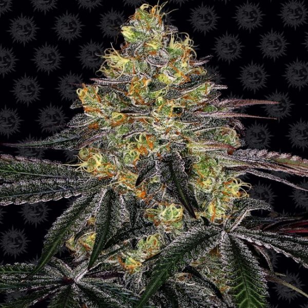 Watermelon Zkittlez Feminised Seeds - 1 Pack - Barney's Farm - Image 2