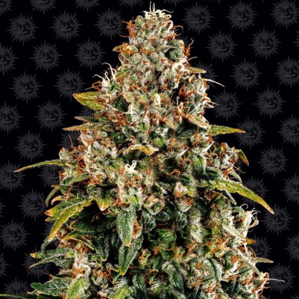 Watermelon Zkittlez Auto Feminised Seeds - 5 Pack - Barney's Farm - Image 2