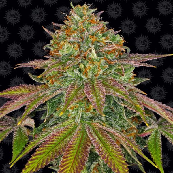 Wedding Cake Feminised Seeds - 3 Pack - Barney's Farm - Image 2