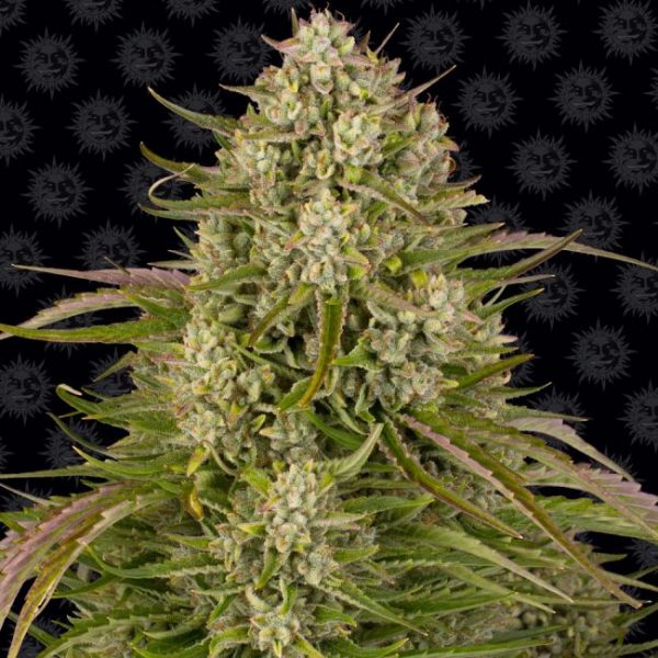 Wedding Cake Auto Feminised Seeds - 1 Pack - Barney's Farm - Image 2