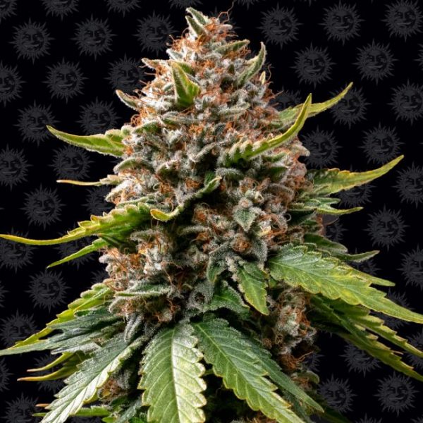 White Widow XXL Auto Feminised Seeds - 5 Pack - Barney's Farm - Image 2
